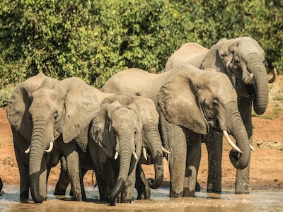 Kruger National Park