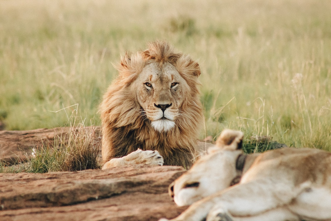 Lion in South Africa